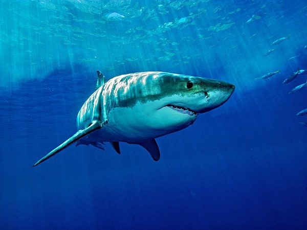 Mơ thấy cá mập điềm báo lành hay dữ?